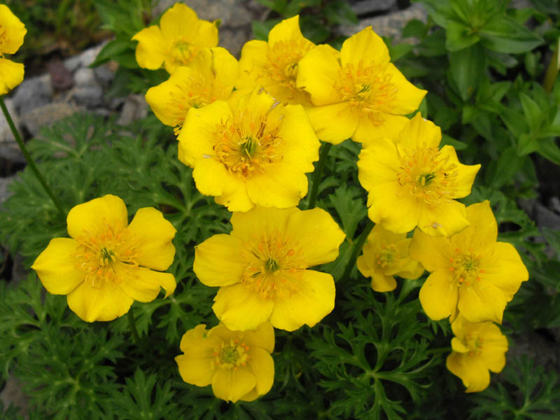 Trollius  Pumilus (1561)